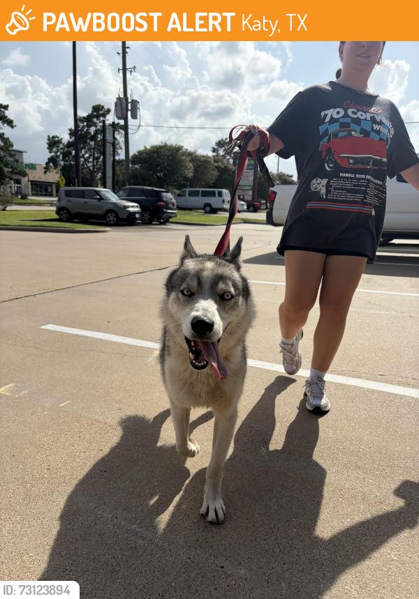 Found/Stray Male Dog last seen parkmaple, Katy, TX 77450