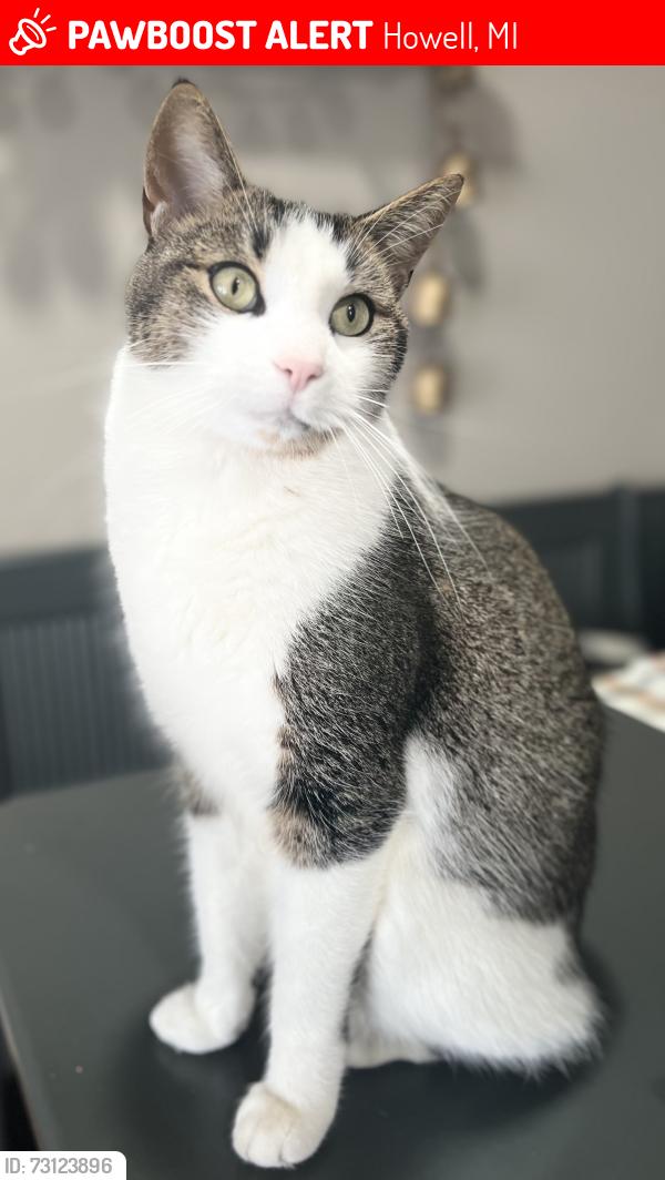 Lost Male Cat last seen D19/Mason Rd, Howell, MI 48843