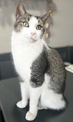 Lost Male Cat last seen D19/Mason Rd, Howell, MI 48843