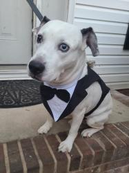 Reunited Male Dog last seen Cadmium court & Vermilion, Charlotte, NC 28215