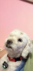 Lost Male Dog last seen Near coors, Albuquerque, NM 87121