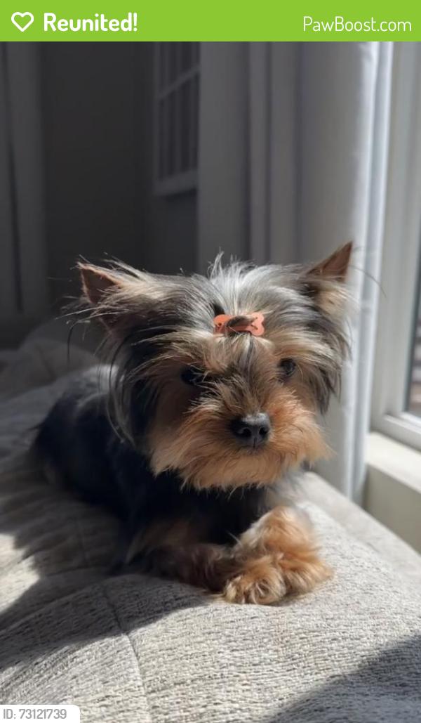 Reunited Female Dog last seen Near Lotus Dr, Chula Vista, CA 91911, USA, Chula Vista, CA 91911