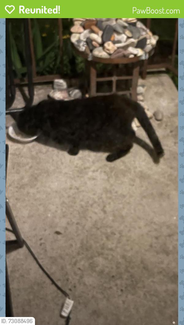 Reunited Unknown Cat last seen All black meaty front paws cataracts in right eye?, Norwalk, CT 06851