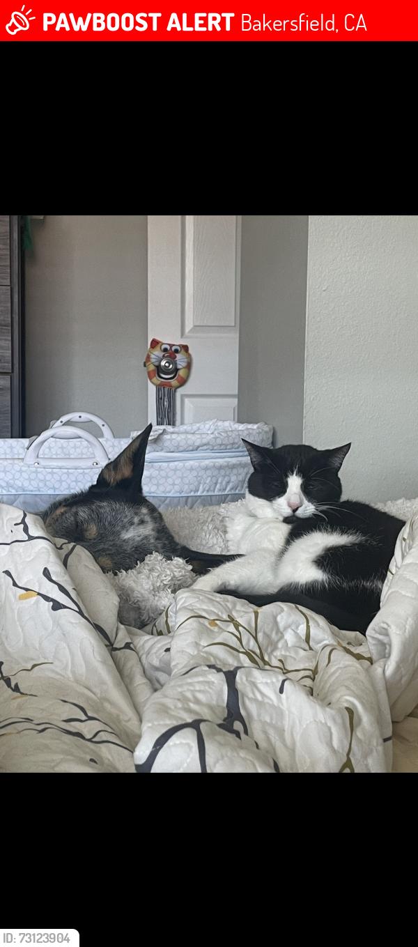 Lost Female Cat last seen Gosford rd & Ming Ave, Bakersfield, CA 93309
