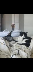 Lost Female Cat last seen Gosford rd & Ming Ave, Bakersfield, CA 93309