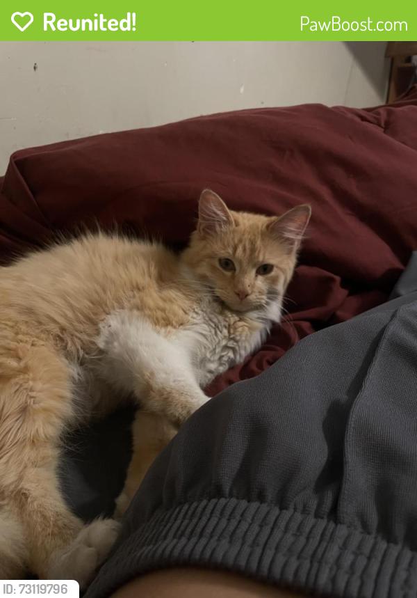 Reunited Male Cat last seen Bruton and Prairie creek rd 75217, Dallas, TX 75217