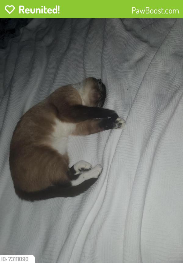 Reunited Female Cat last seen Heman Park, University City, MO 63130