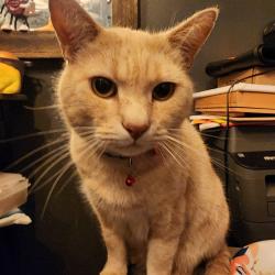 Reunited Male Cat last seen SW 80th st, Tigard, OR 97223