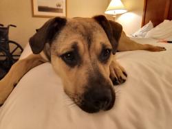 Lost Female Dog last seen Knight and Cedar Springs, Dallas, TX 75219