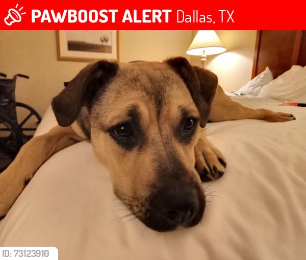 Lost Female Dog last seen Knight and Cedar Springs, Dallas, TX 75219
