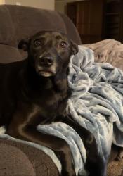 Lost Female Dog last seen Pine mountain rd and hickory drive, Pigeon Forge, TN 37863