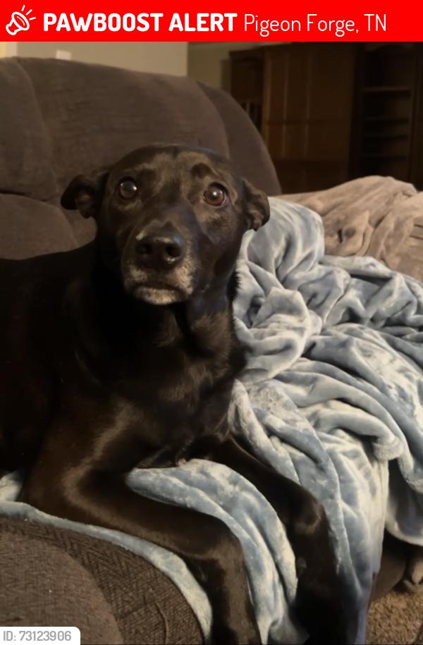 Lost Female Dog last seen Pine mountain rd and hickory drive, Pigeon Forge, TN 37863