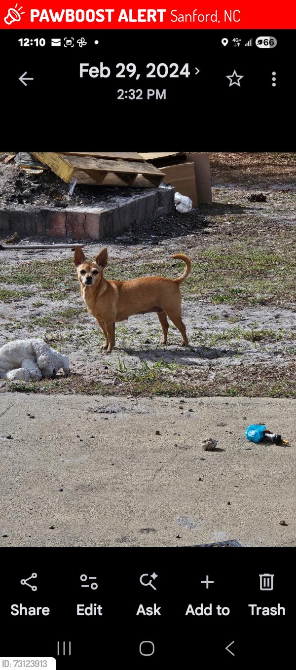 Lost Female Dog last seen Copper ln road, Sanford, NC 27332