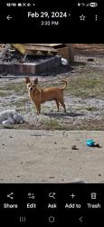 Lost Female Dog last seen Copper ln road, Sanford, NC 27332