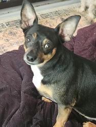 Reunited Male Dog last seen Cedar Creek Rd, Richland County, SC 29016