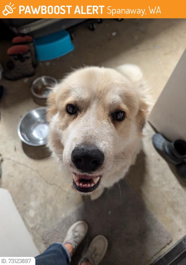 Found/Stray Male Dog last seen Spanaway Park, Spanaway, WA 98445