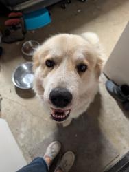 Found/Stray Male Dog last seen Spanaway Park, Spanaway, WA 98445