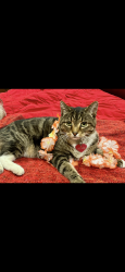 Lost Male Cat last seen Near S 900 E, Sandy, UT 84094