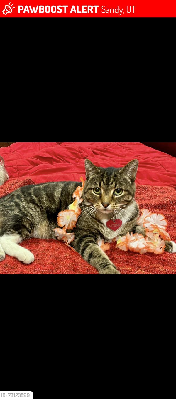 Lost Male Cat last seen Near S 900 E, Sandy, UT 84094