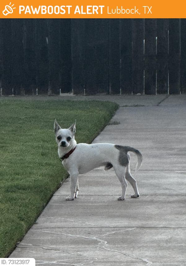Found/Stray Male Dog last seen Cooper drive in, Lubbock, TX 79423