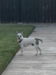 Found/Stray Male Dog last seen Cooper drive in, Lubbock, TX 79423