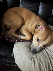 Reunited Male Dog last seen Keith West Park, Houston, TX 77093