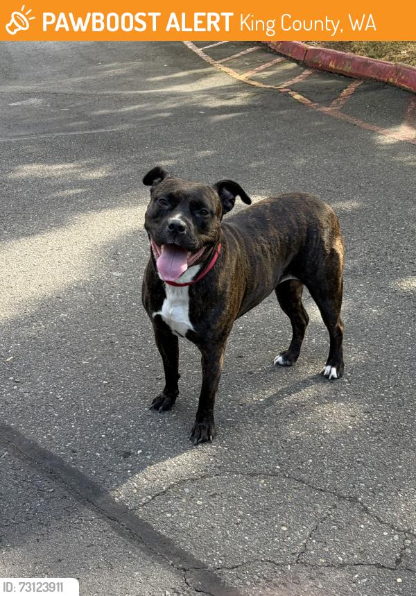 Found/Stray Female Dog last seen SE Petrovitsky Rd & 118th Ave SE, Cascade Park cndmniums parking lot, King County, WA 98058