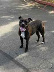 Found/Stray Female Dog last seen SE Petrovitsky Rd & 118th Ave SE, Cascade Park cndmniums parking lot, King County, WA 98058