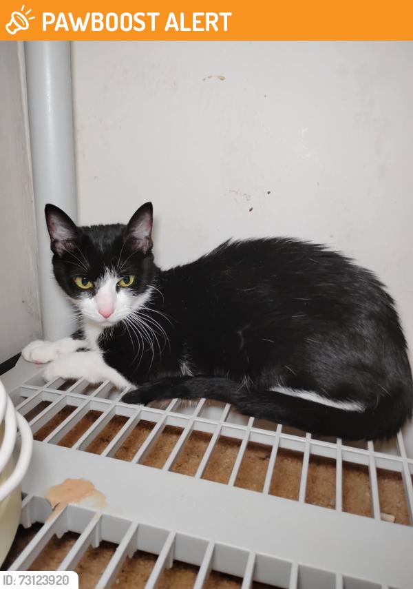 Found/Stray Unknown Cat last seen Muirkirk Rd and Laurel-Bowie Rd, Prince George's County, MD 20708
