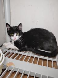 Found/Stray Unknown Cat last seen Muirkirk Rd and Laurel-Bowie Rd, Prince George's County, MD 20708