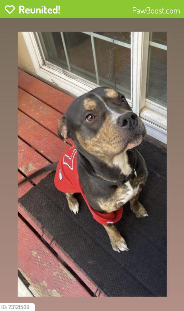 Reunited Male Dog last seen Mapledale and McNab, Bellflower, CA, Bellflower, CA 90706