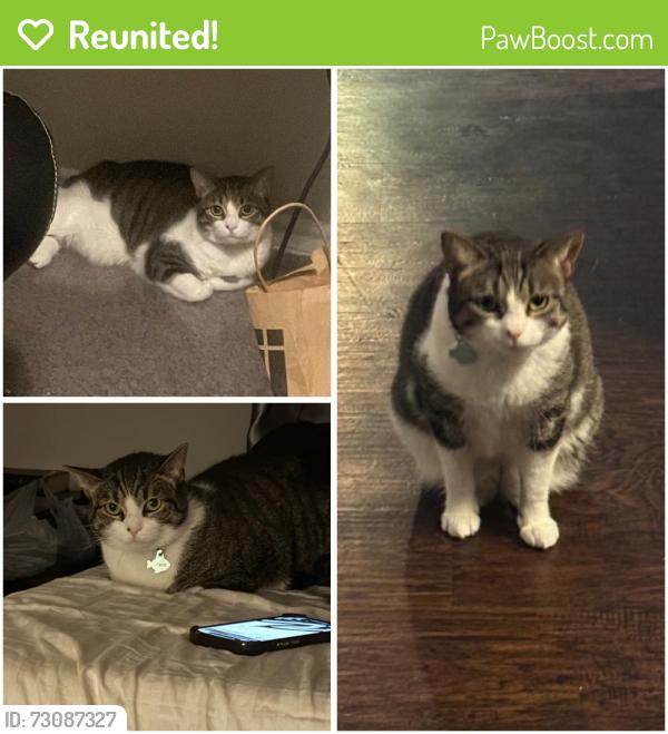 Reunited Female Cat last seen Legacy and Custer, Plano, TX 75023