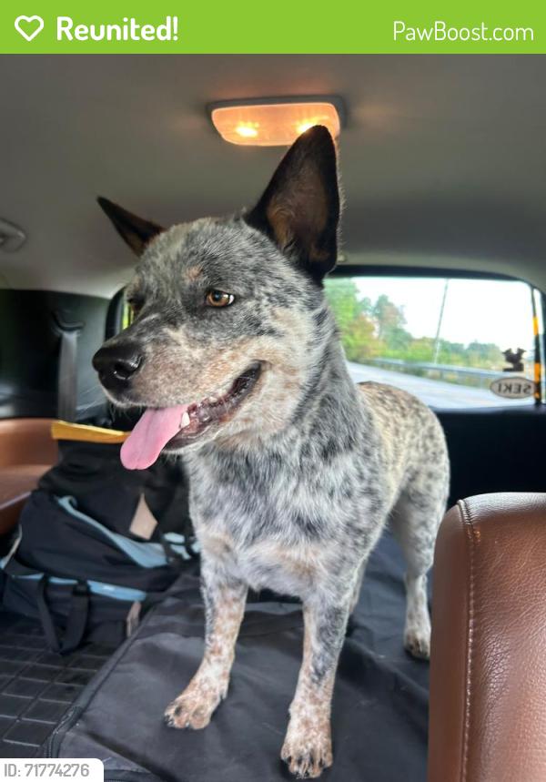 Reunited Unknown Dog last seen Fruitland Road, Hendersonville, NC 28739