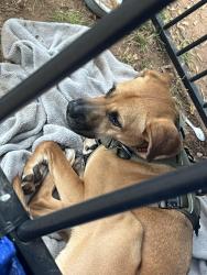 Lost Male Dog last seen Delwood dr or Connelly springs rd lenoir nc, Lenoir, NC 28645