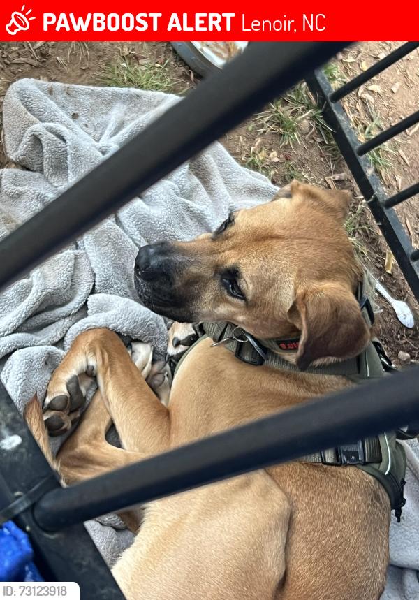 Lost Male Dog last seen Delwood dr or Connelly springs rd lenoir nc, Lenoir, NC 28645
