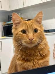 Lost Male Cat last seen Eider close , Forest Lake, QLD 4078