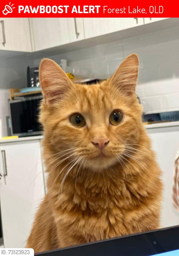 Lost Male Cat last seen Eider close , Forest Lake, QLD 4078