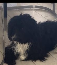 Lost Male Dog last seen Near Antoine dr, Houston, TX 77055