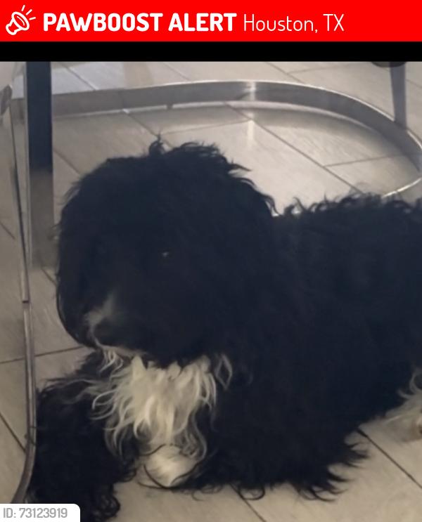 Lost Male Dog last seen Near Antoine dr, Houston, TX 77055