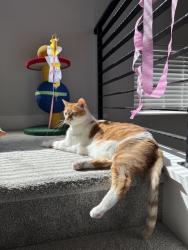 Lost Male Cat last seen Northridge Park, Lehi, UT 84043