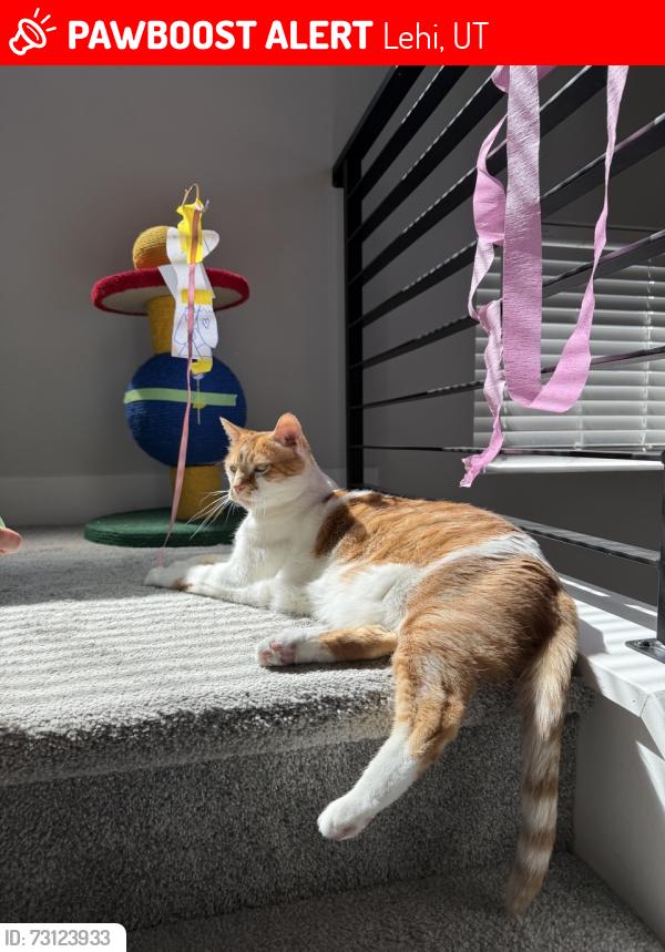 Lost Male Cat last seen Northridge Park, Lehi, UT 84043
