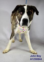Shelter Stray Male Dog last seen Near BLOCK ALDER AVE, TEHACHAPI CA 93561, 3951 Fruitvale Ave, Bakersfield, CA 93308, USA