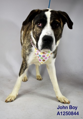 Shelter Stray Male Dog last seen Near BLOCK ALDER AVE, TEHACHAPI CA 93561, 3951 Fruitvale Ave, Bakersfield, CA 93308, USA