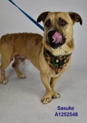 Shelter Stray Male Dog last seen Near BLOCK L, 3951 Fruitvale Ave, Bakersfield, CA 93308, USA