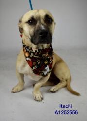 Shelter Stray Male Dog last seen Near BLOCK L, 3951 Fruitvale Ave, Bakersfield, CA 93308, USA