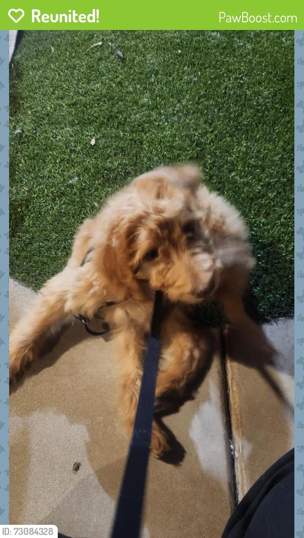 Reunited Male Dog last seen 89th Ave and Indian School, Phoenix, AZ 85037