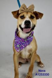 Shelter Stray Female Dog last seen Near BLOCK ROYAL WAY, BAKERSFIELD CA 93306, 3951 Fruitvale Ave, Bakersfield, CA 93308, USA