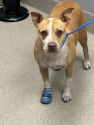 Shelter Stray Female Dog last seen Near BLOCK E LAKE MEAD BLVD, LAS VEGAS NV 89156, 655 N Mojave Rd, Las Vegas, NV 89101, USA