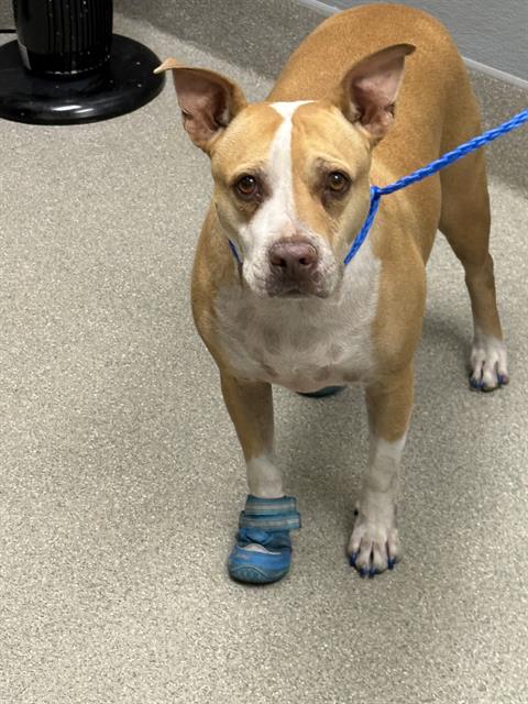 Shelter Stray Female Dog last seen Near BLOCK E LAKE MEAD BLVD, LAS VEGAS NV 89156, 655 N Mojave Rd, Las Vegas, NV 89101, USA
