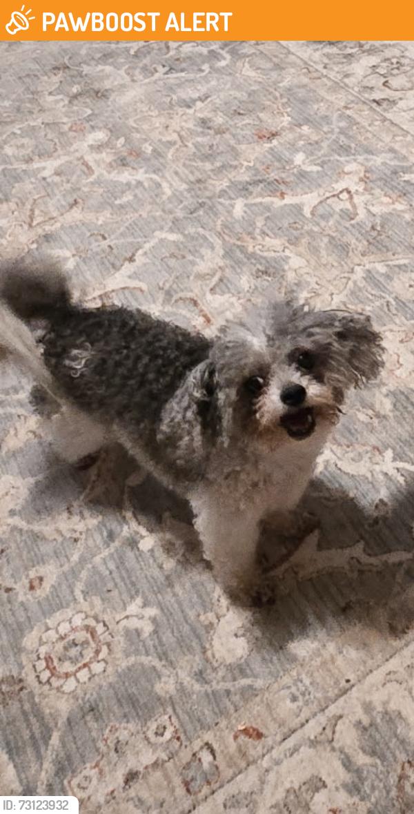 Found/Stray Female Dog last seen Santa Ana Way, Duncan, SC, Spartanburg County, SC 29334